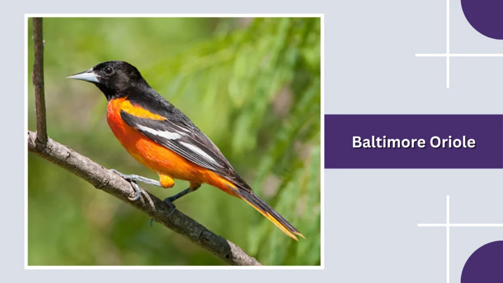 Baltimore Oriole
