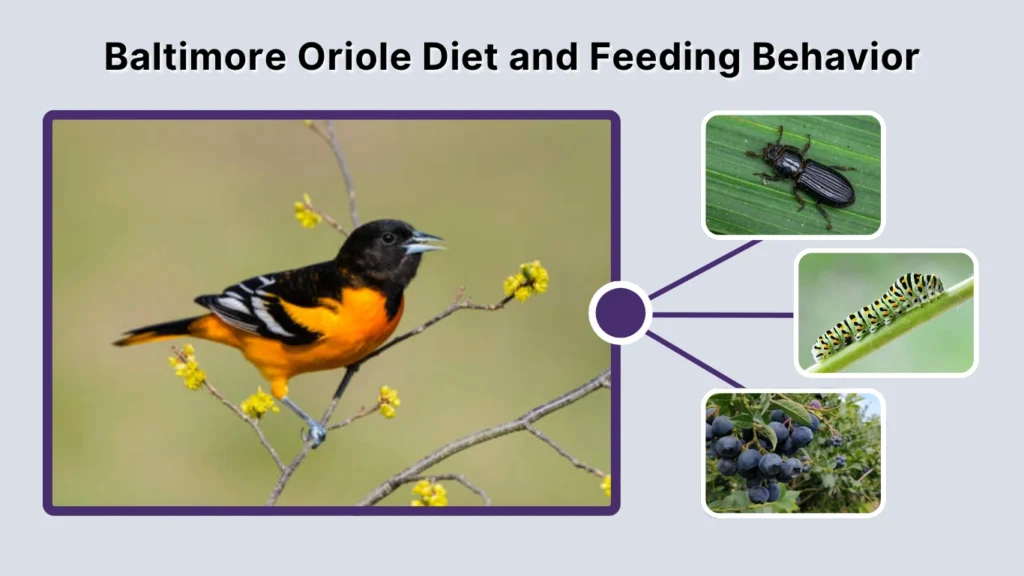 Baltimore Oriole Diet and Feeding Behavior