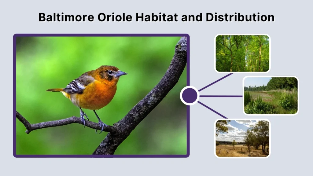 Baltimore Oriole Habitat and Distribution