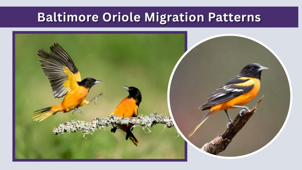 Baltimore Oriole Migration Patterns