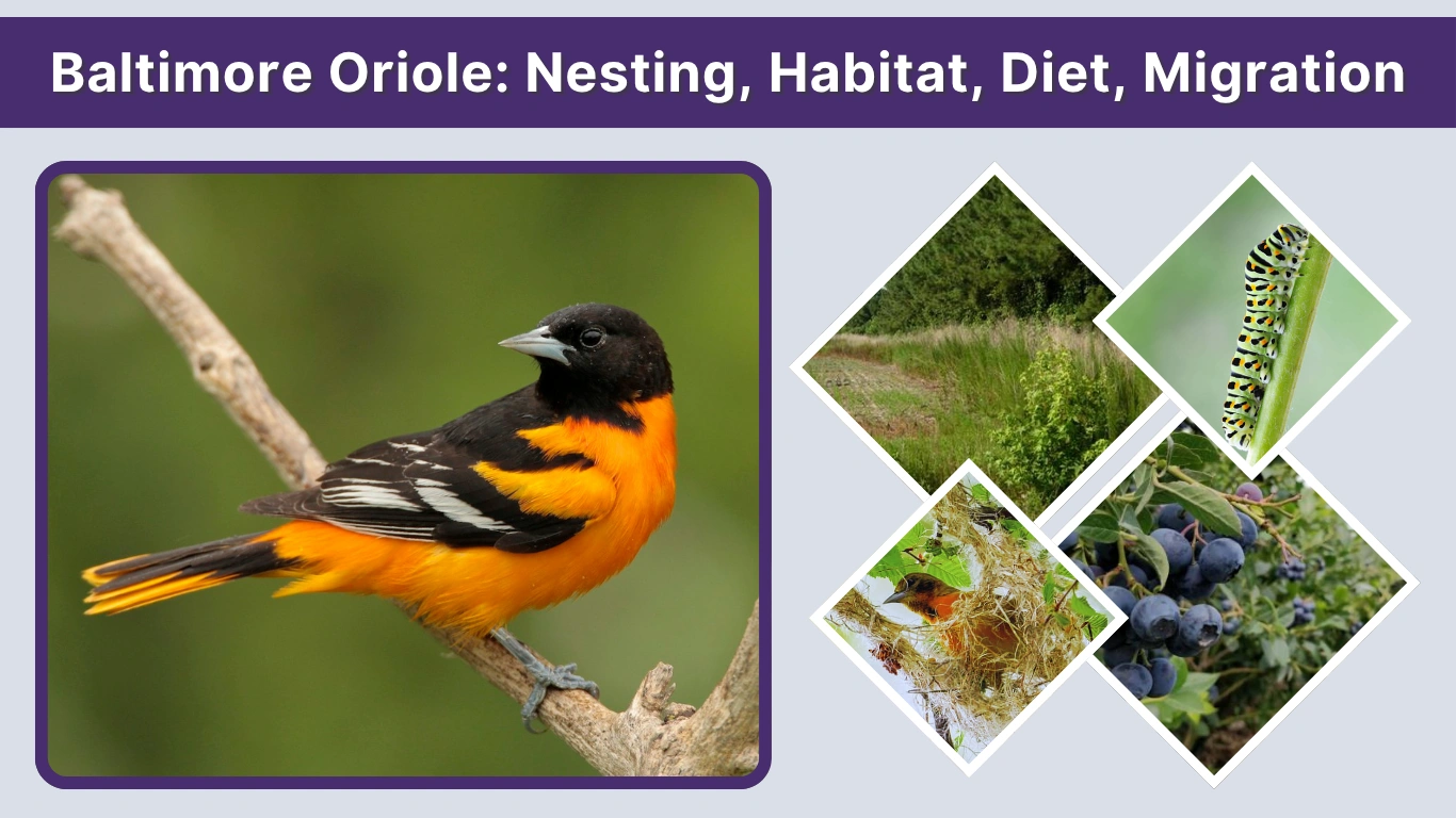 Baltimore Oriole: Nesting, Habitat, Diet, Migration & Facts