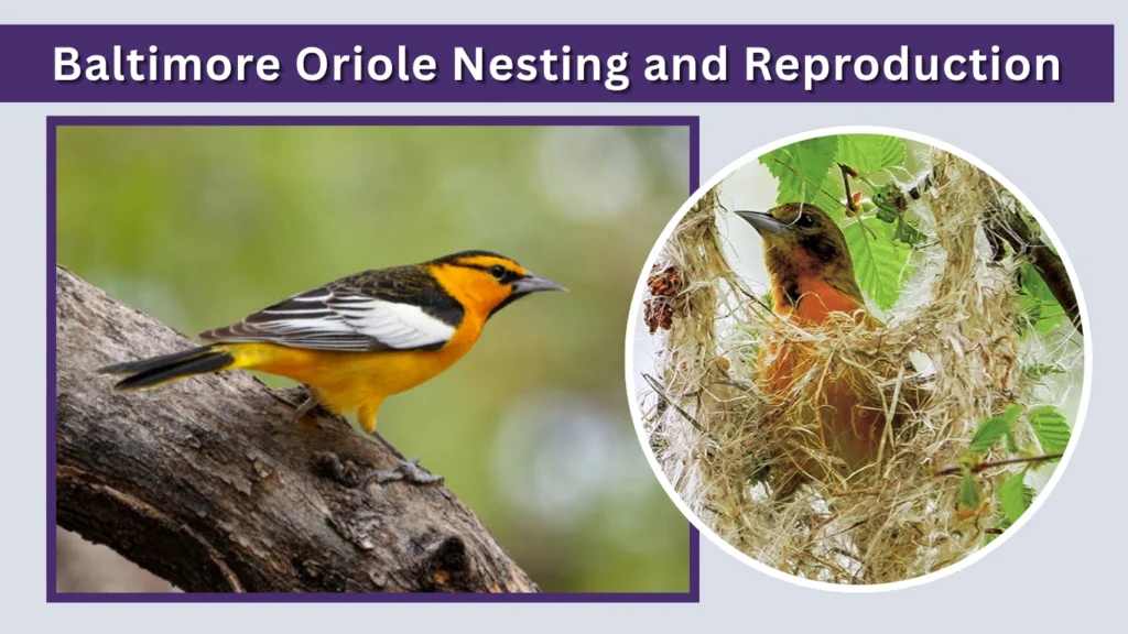 Baltimore Oriole Nesting and Reproduction