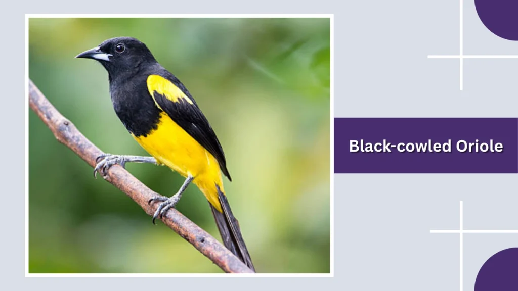 Black-cowled Oriole