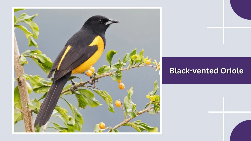 Black-vented Oriole