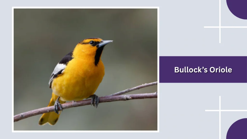 Bullock’s Oriole