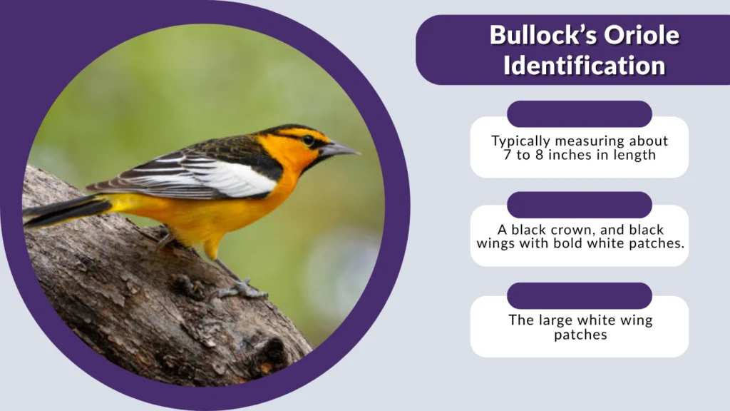 Bullock’s Oriole Identification