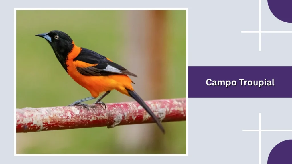Campo Troupial