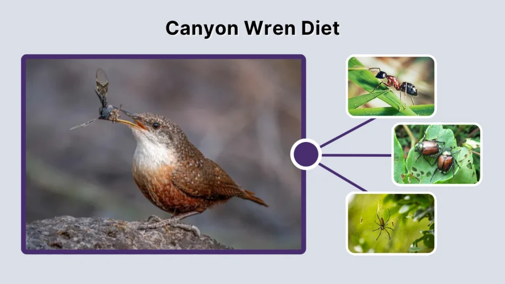 Canyon Wren Diet
