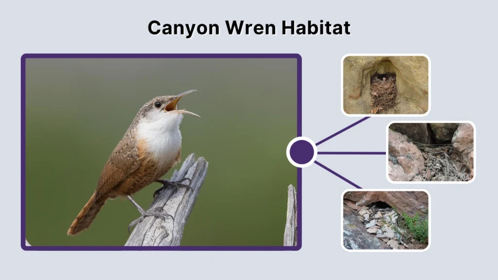 Canyon Wren Habitat