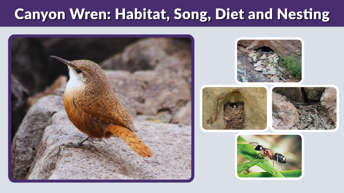 Canyon Wren: Habitat, Song, Diet and Nesting Guide