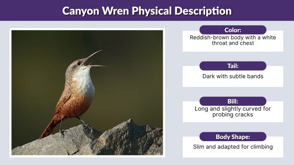 Canyon Wren Physical Description