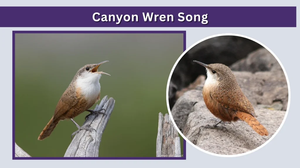Canyon Wren Song