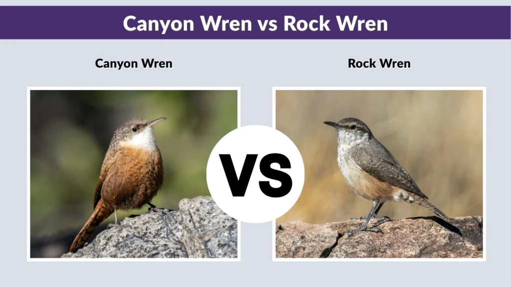 Canyon Wren vs Rock Wren