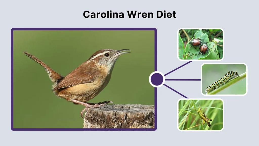 Carolina Wren Diet