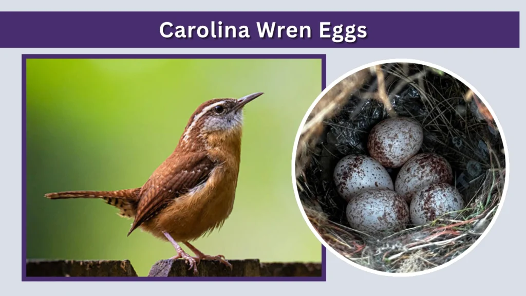 Carolina Wren Eggs