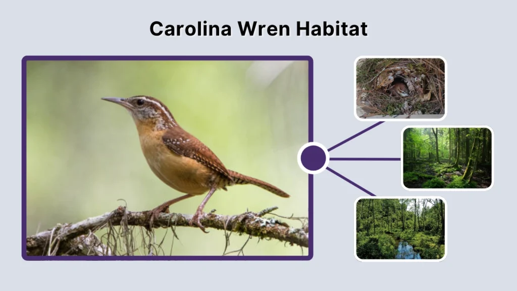 Carolina Wren Habitat