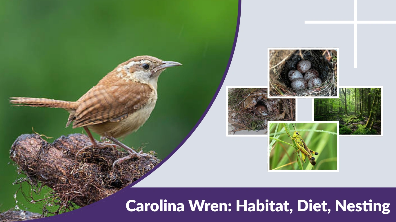 Carolina Wren: Habitat, Diet, Nesting & Lifespan Guide