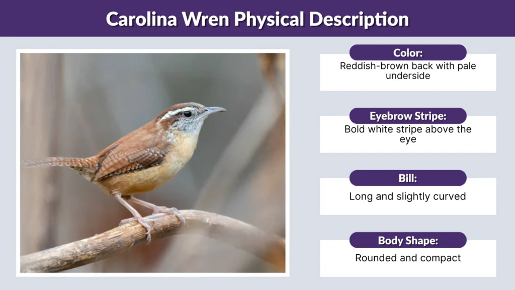 Carolina Wren Physical Description