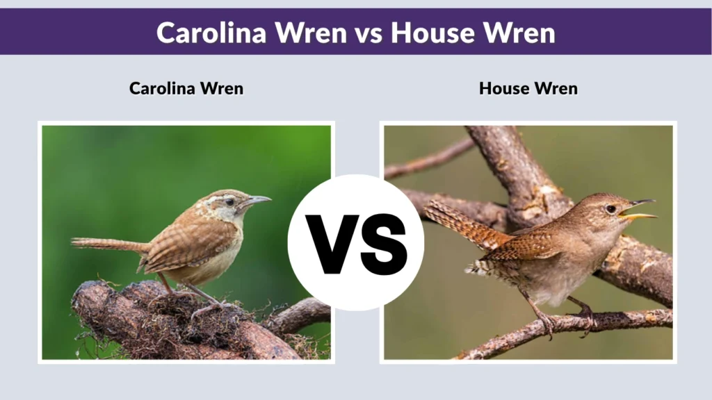 Carolina Wren vs House Wren