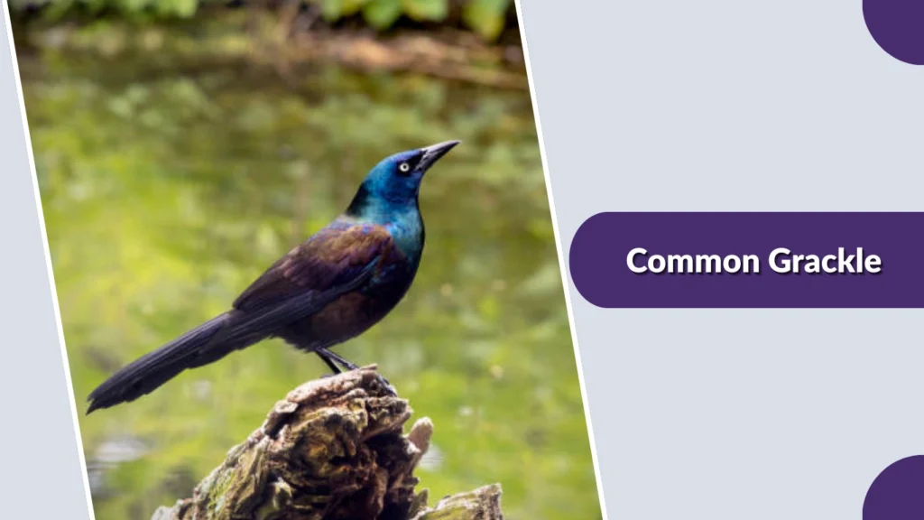 Common Grackle