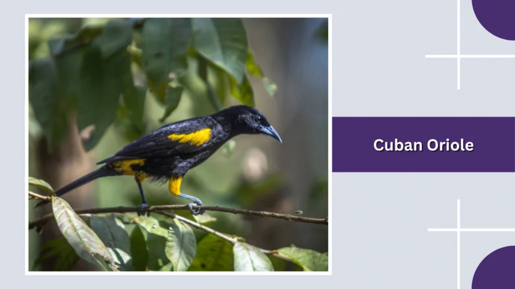Cuban Oriole