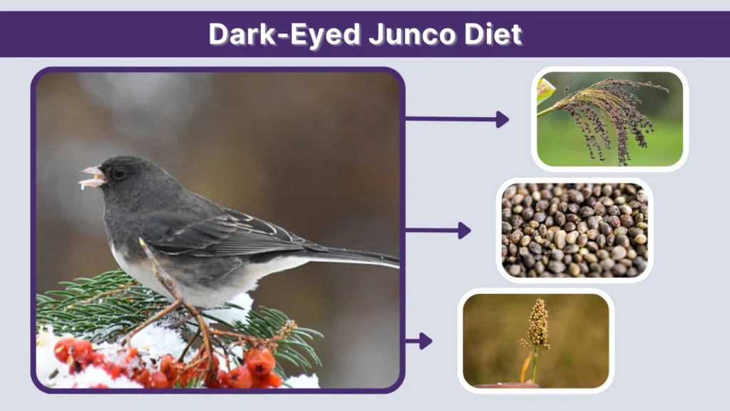 Dark-Eyed Junco Diet