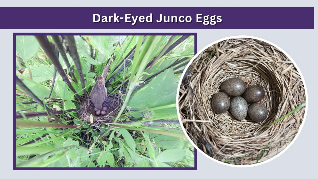 Dark-Eyed Junco Eggs