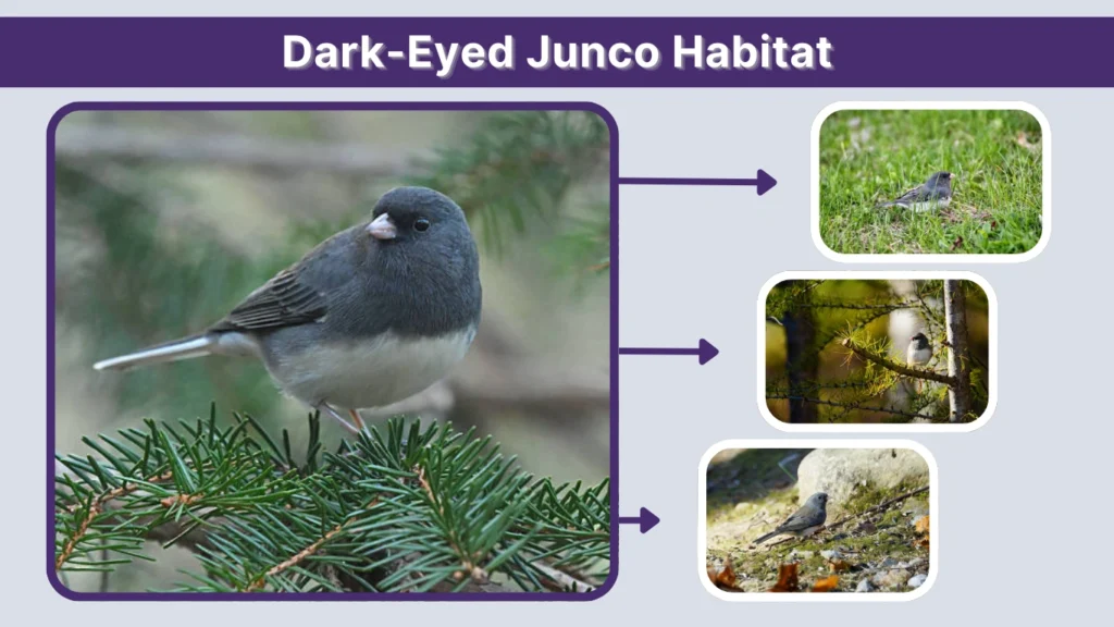 Dark-Eyed Junco Habitat