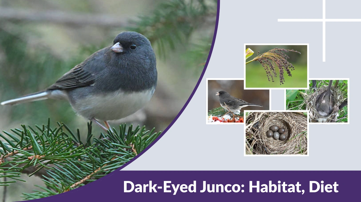 Dark-Eyed Junco Habitat, Diet, Nesting, Eggs & Lifespan