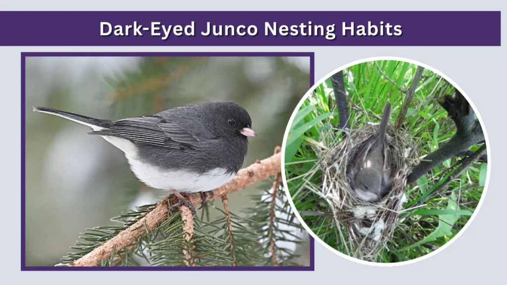 Dark-Eyed Junco Nesting Habits