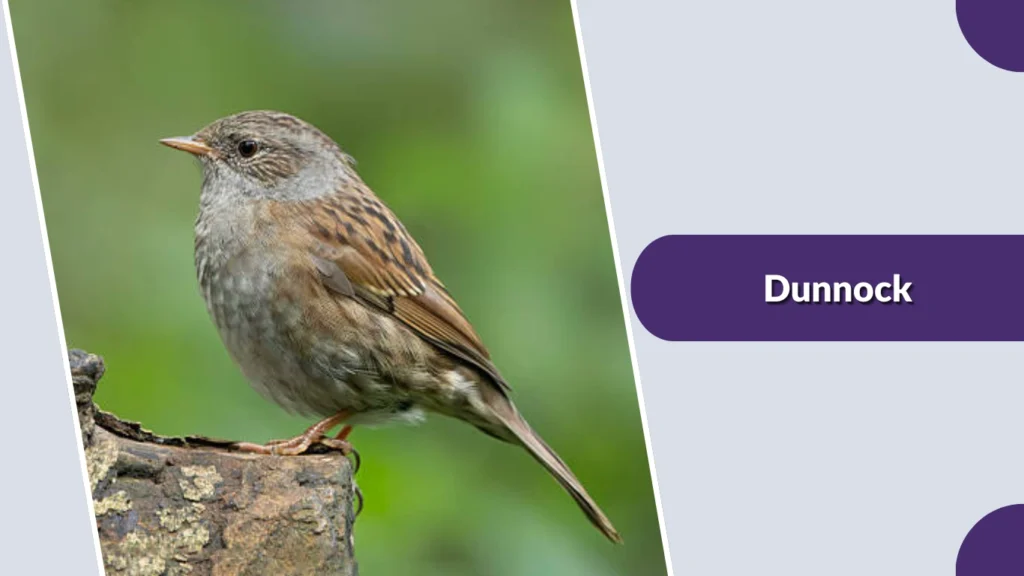 Dunnock