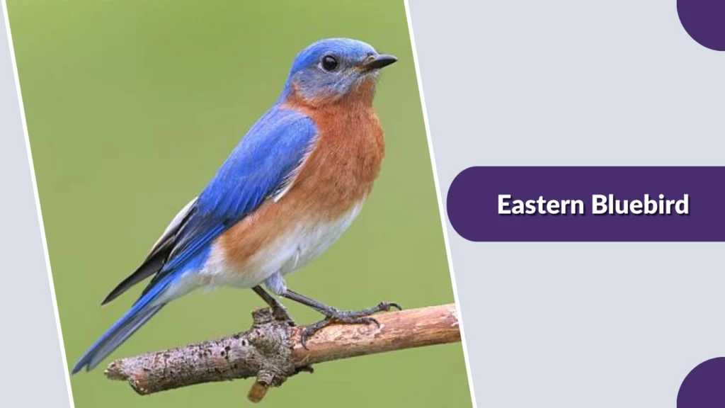 Eastern Bluebird