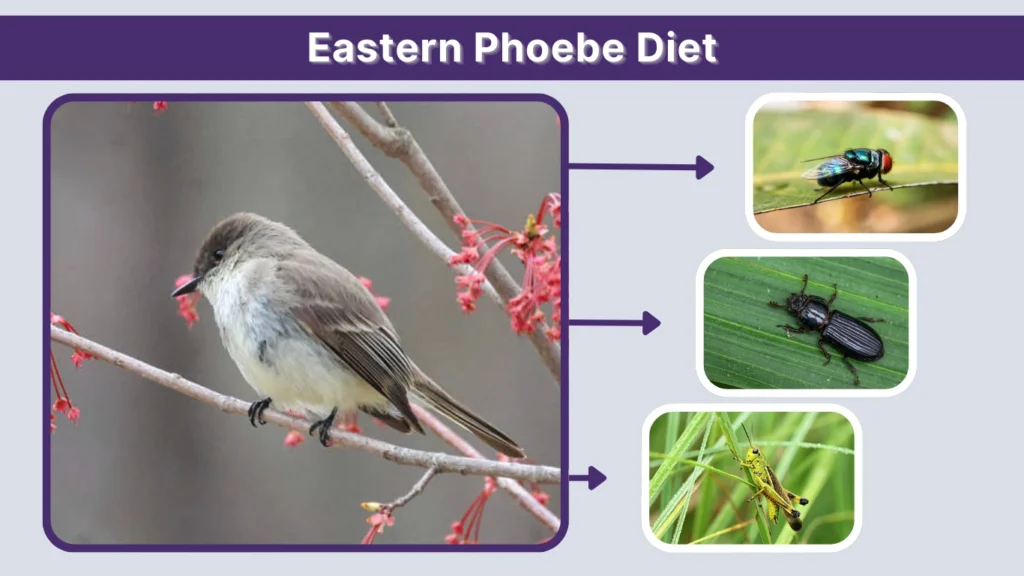 Eastern Phoebe Diet