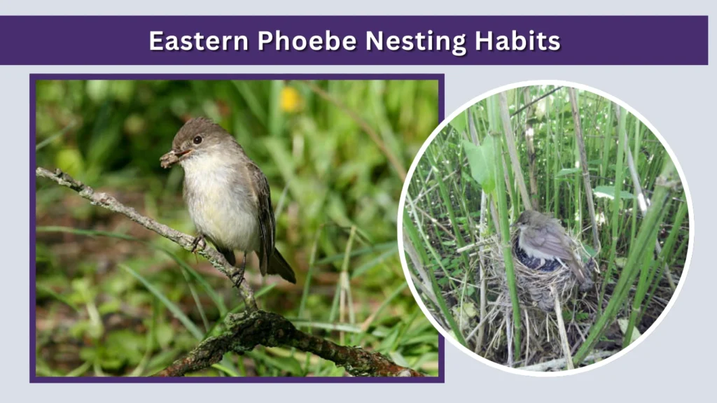 Eastern Phoebe Nesting Habits
