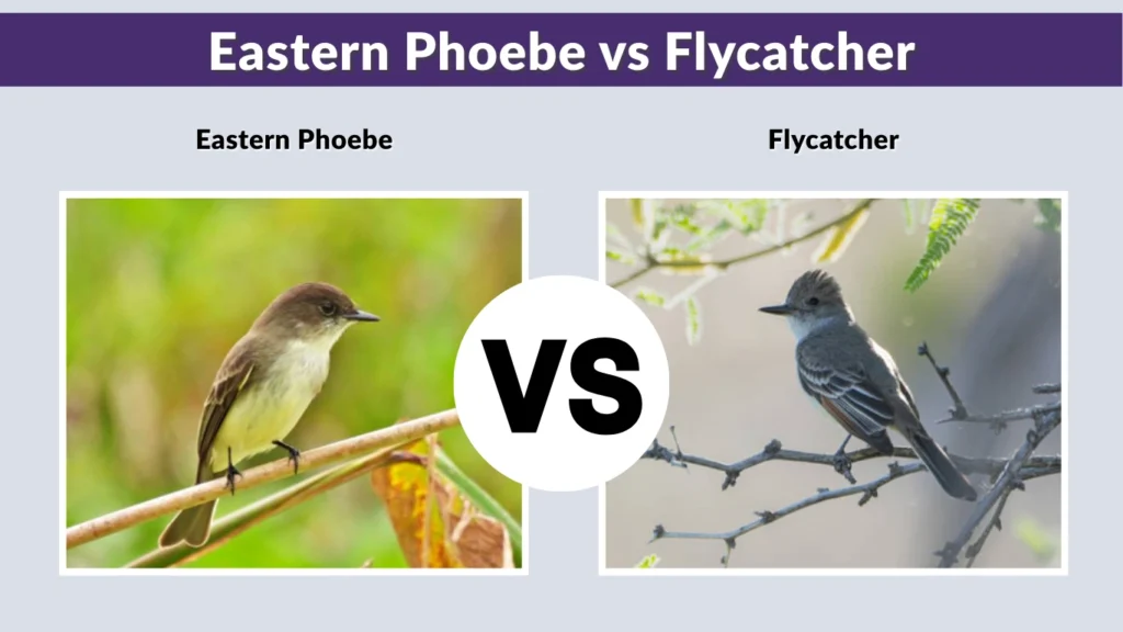 Eastern Phoebe vs Flycatcher