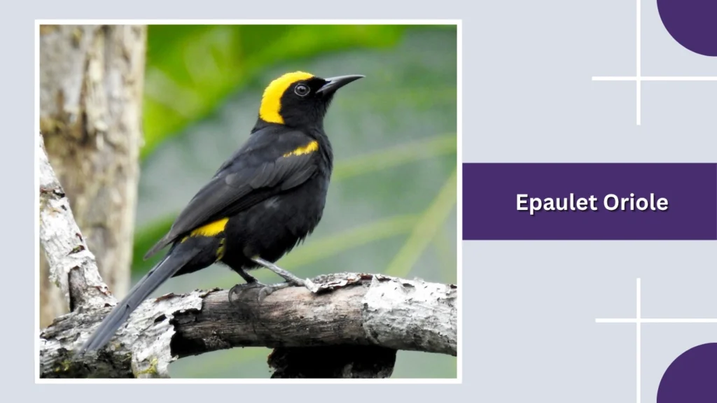 Epaulet Oriole
