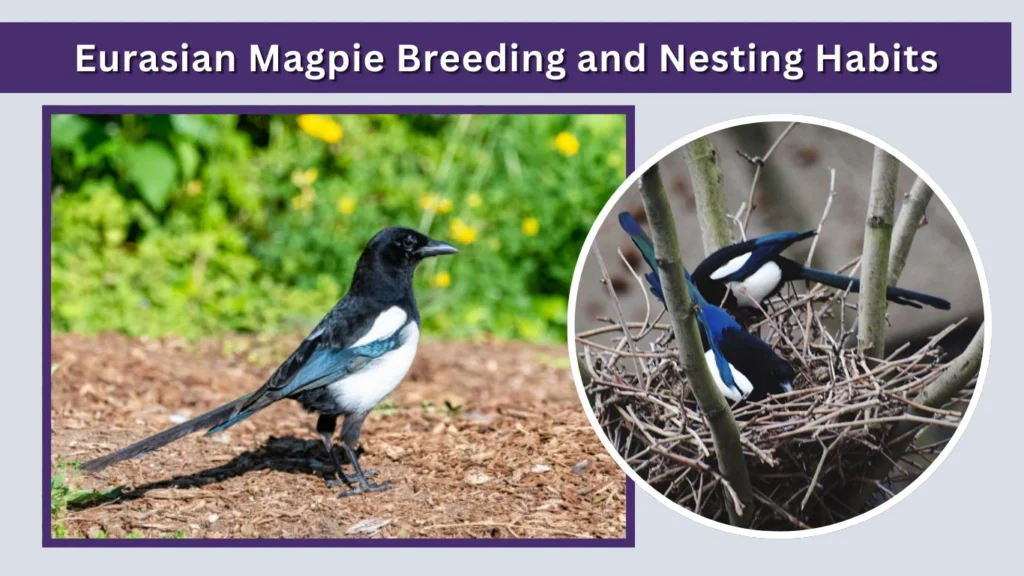 Eurasian Magpie Breeding and Nesting Habits