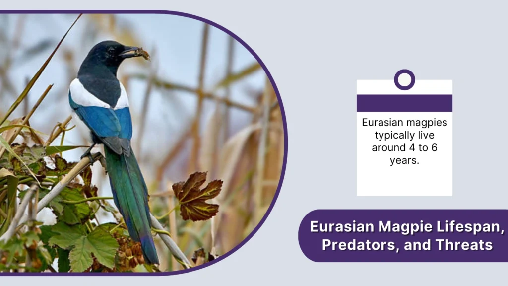 Eurasian Magpie Lifespan, Predators, and Threats