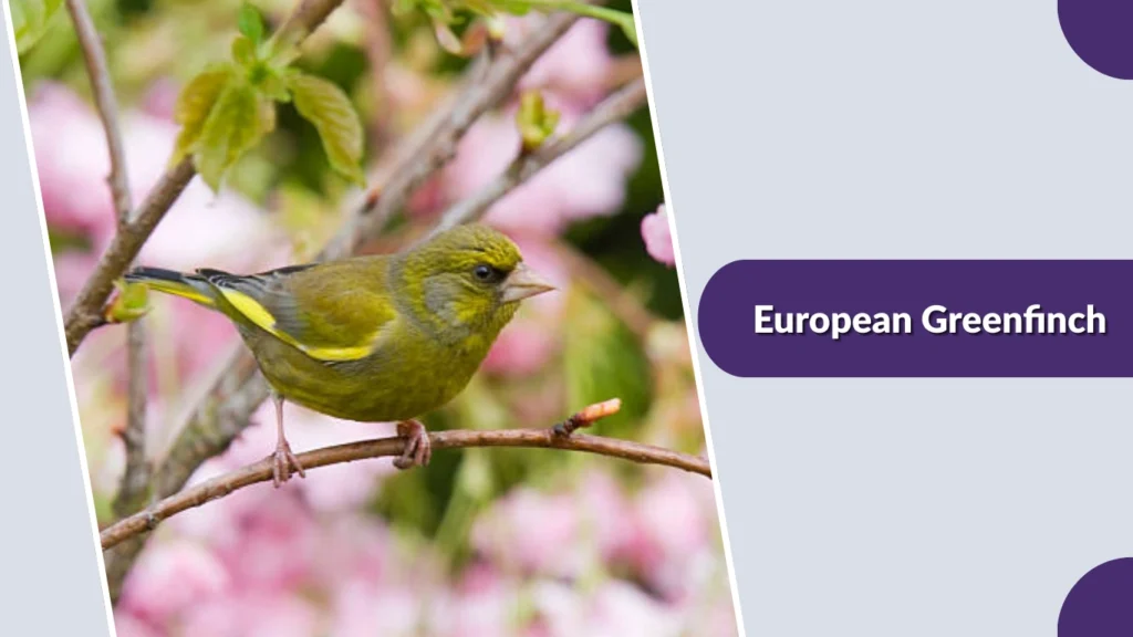 European Greenfinch
