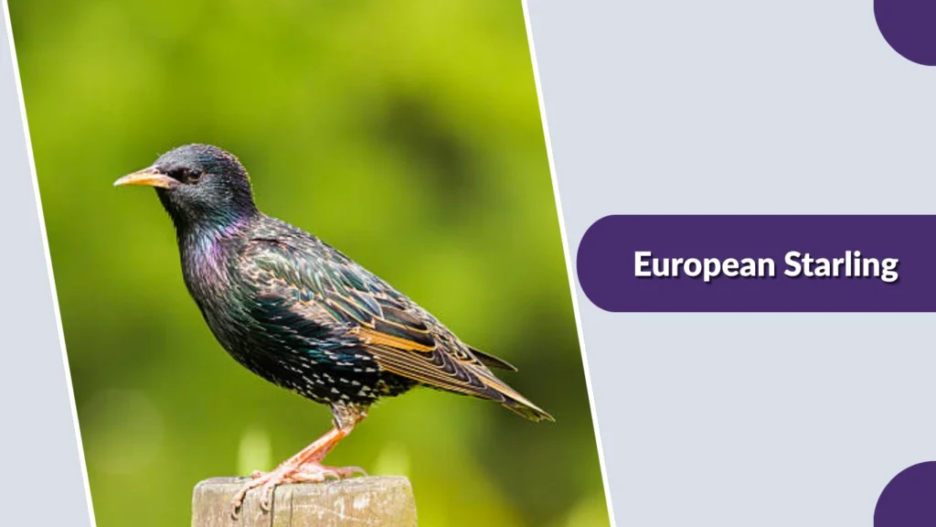 European Starling