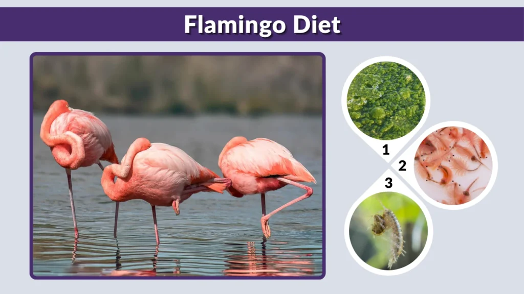 Flamingo Diet