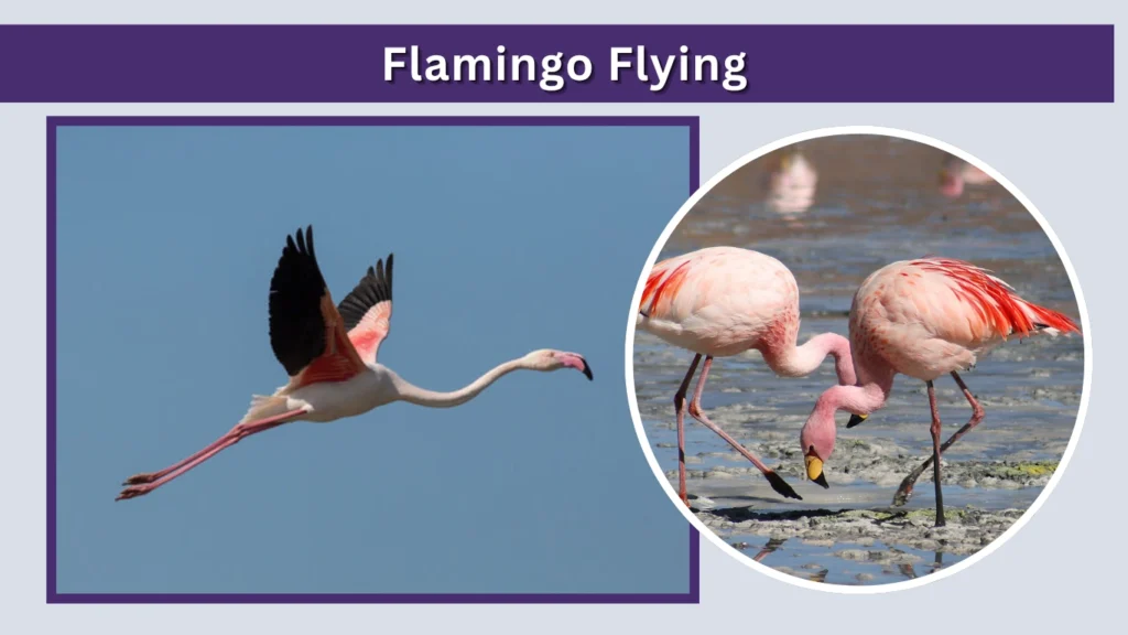 Flamingo Flying