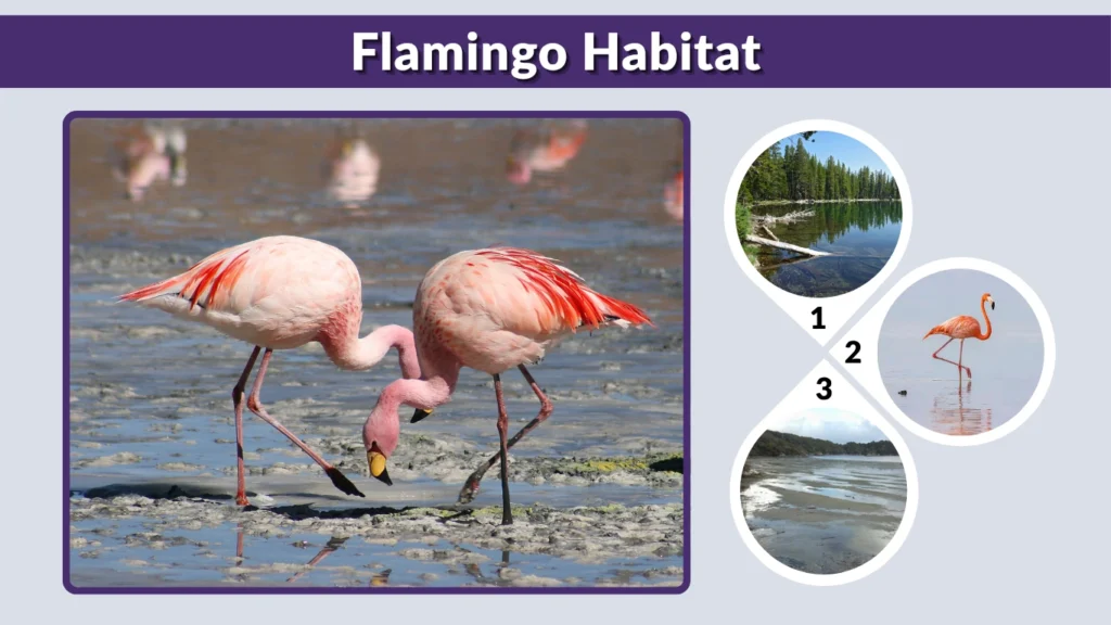 Flamingo Habitat