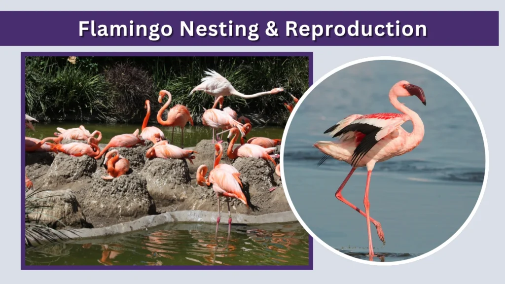 Flamingo Nesting & Reproduction