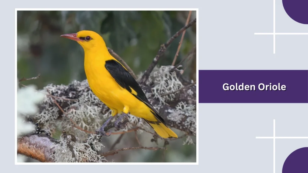 Golden Oriole