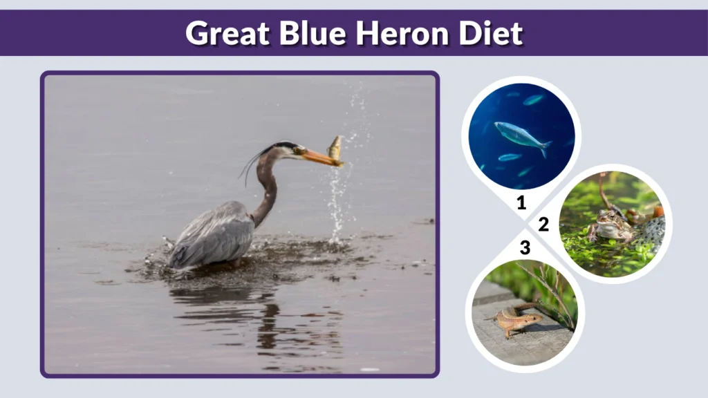 Great Blue Heron Diet