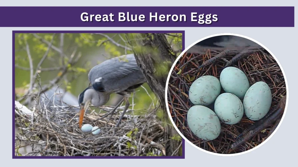 Great Blue Heron Eggs