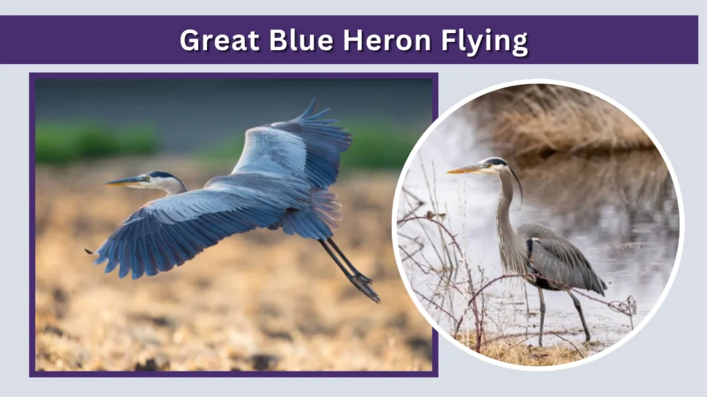Great Blue Heron Flying