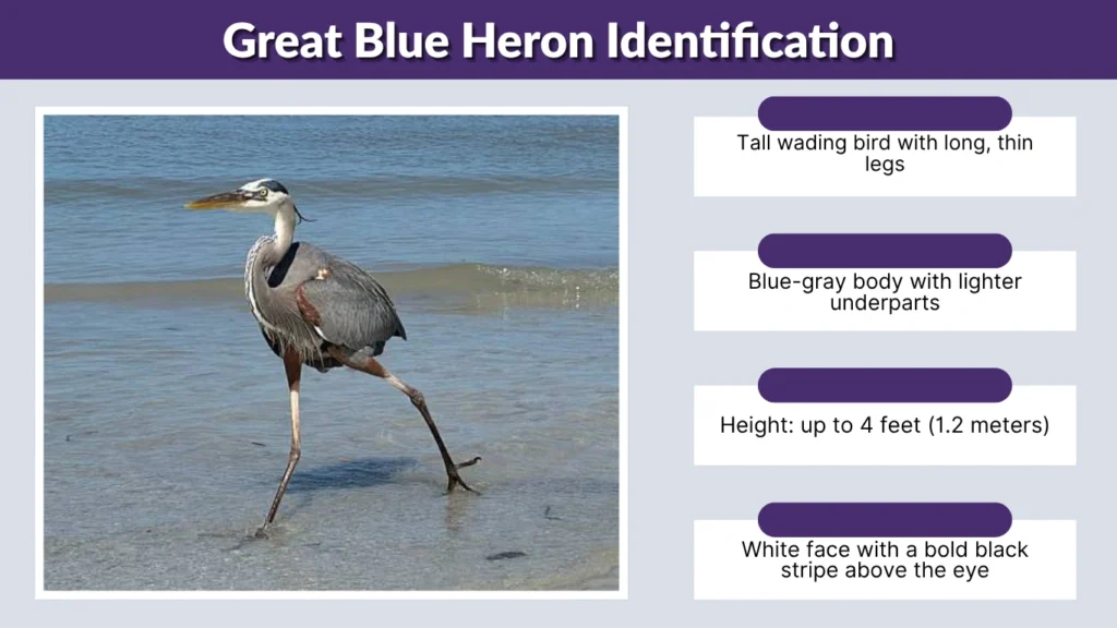 Great Blue Heron Identification
