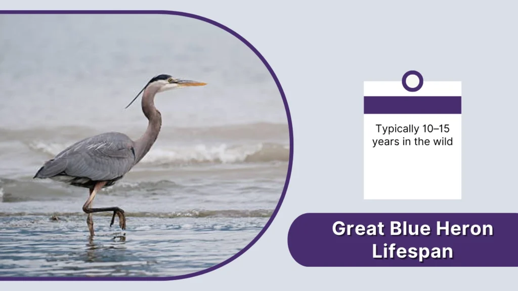 Great Blue Heron Lifespan